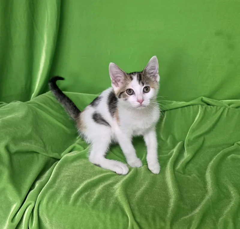 A baby medium-sized female Domestic Short Hair cat named Cherry for adoption in Cumberland, ME