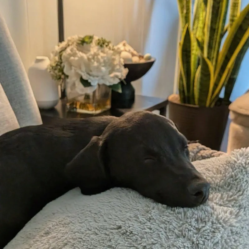 A baby small-sized female Black Mixed Breed dog named Amora for adoption in Rochester, NY