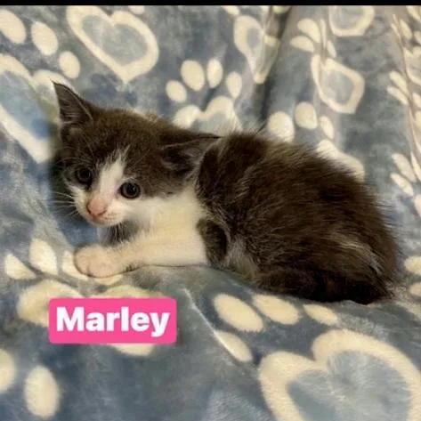 A baby small-sized female Gray / Blue / Silver Domestic Short Hair cat named Marley for adoption in South Elgin, IL