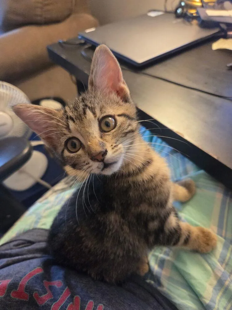 A young small-sized female Domestic Short Hair cat named Toad for adoption in Papillion, NE