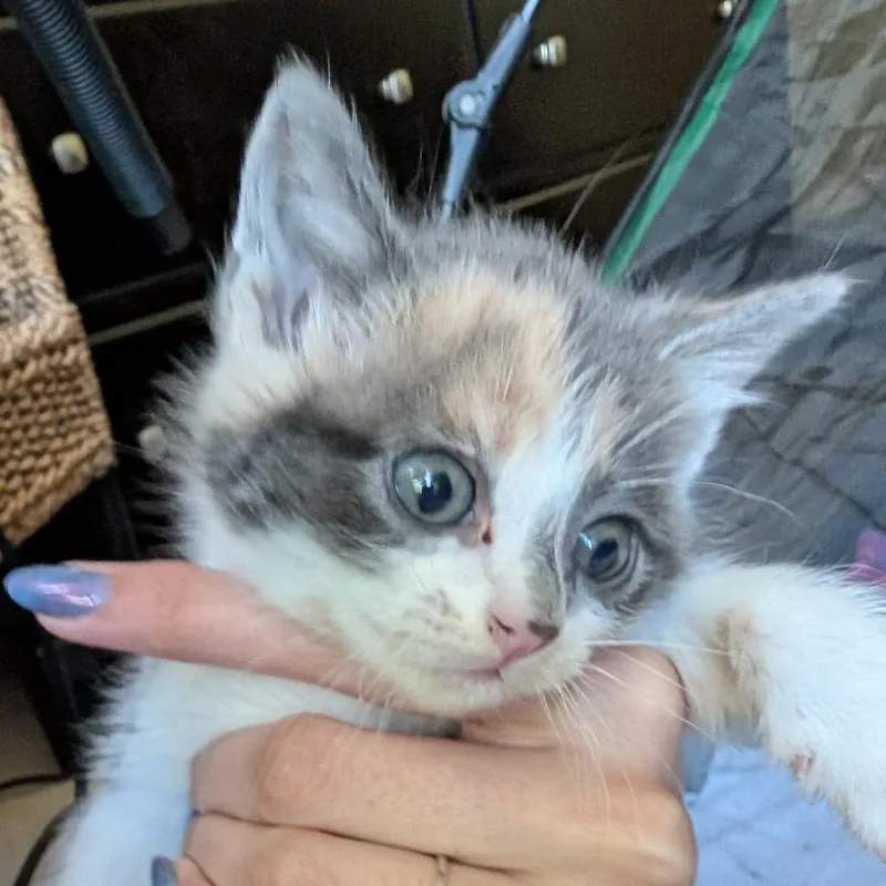 A baby small-sized female Calico Domestic Short Hair cat named Jane for adoption in Springfield, IL