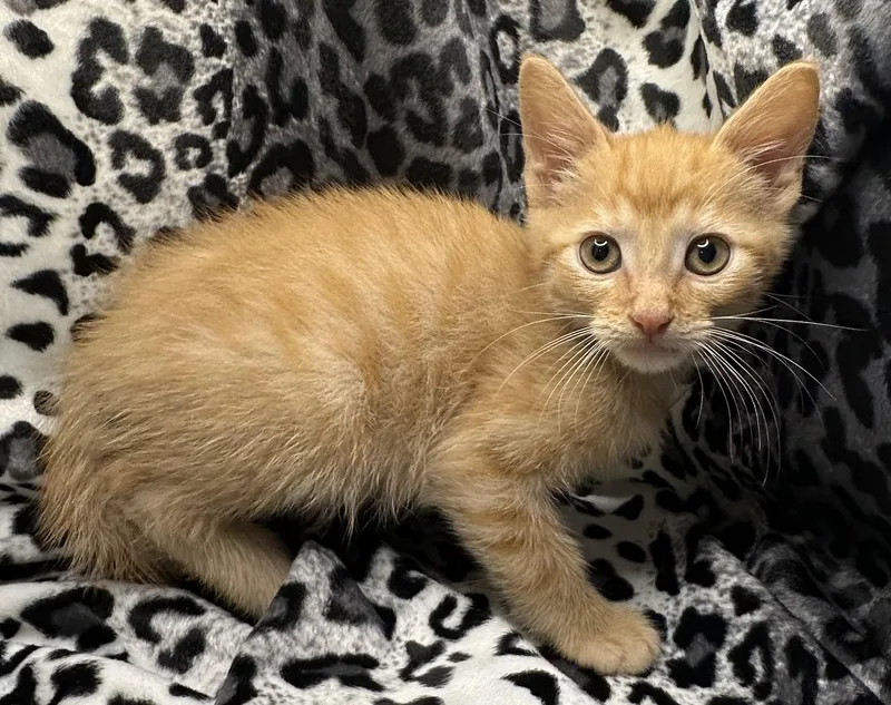 A baby small-sized male Domestic Short Hair cat named Moussaka for adoption in San Diego, CA