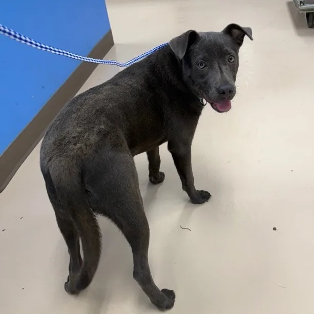 A young small-sized male Mixed Breed dog named Apollo for adoption in Pine Bluff, AR