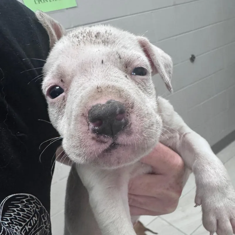 A baby small-sized male Mixed Breed dog named Chandler for adoption in Lufkin, TX
