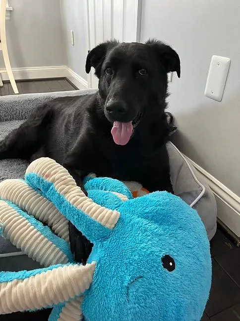 An adult large-sized female Black Labrador Retriever dog named Pepper for adoption in Colonial Heights, VA
