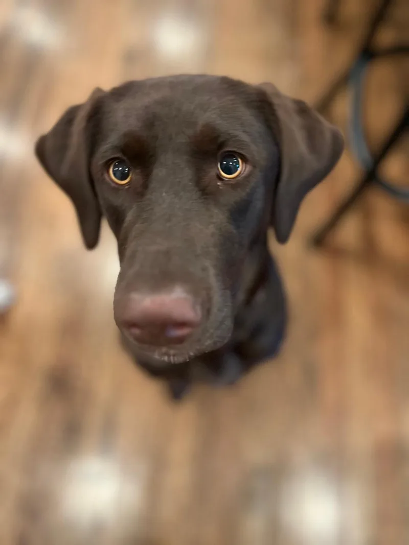A young large-sized female Brown / Chocolate Chocolate Labrador Retriever dog named Laney Coming Soon for adoption in Indianapolis, IN