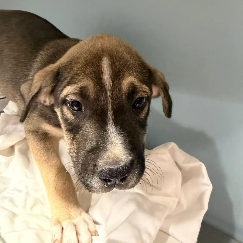 A baby small-sized male Yellow / Tan / Blond / Fawn Mixed Breed dog named Lime for adoption in Chattanooga, TN