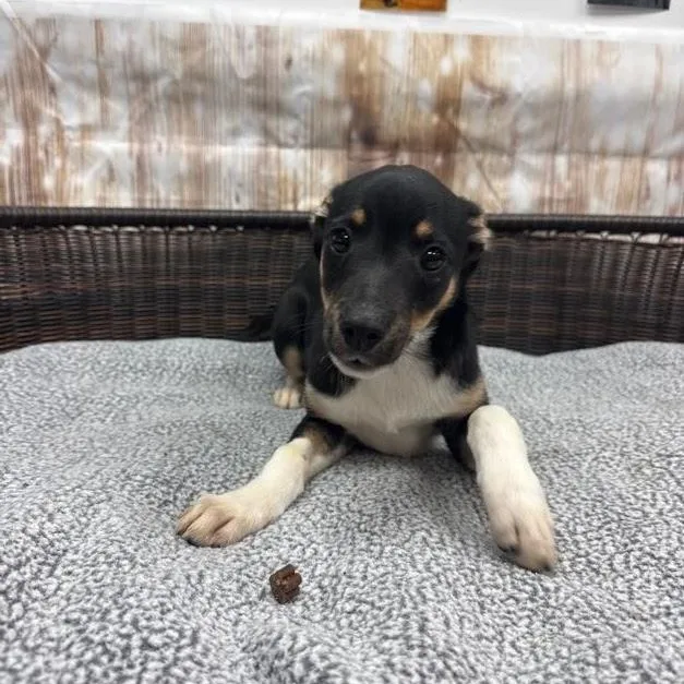 A baby medium-sized male Tricolor (Brown, Black, & White) Terrier dog named Lennon for adoption in Neillsville, WI