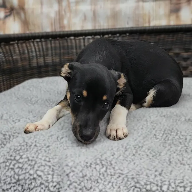 Lennon thumbnail 3
