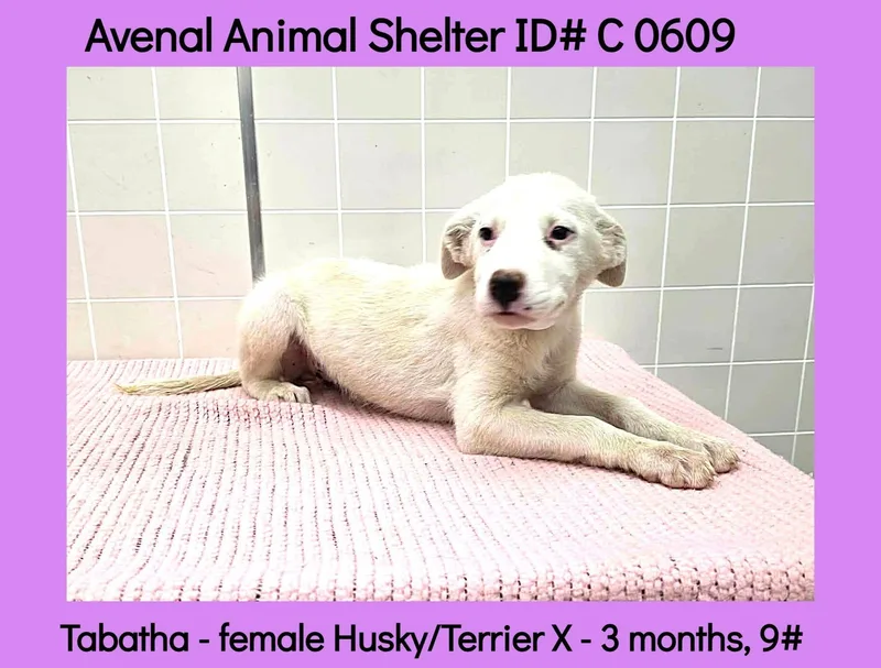 A baby medium-sized female White / Cream Husky dog named Tabatha for adoption in Avenal, CA