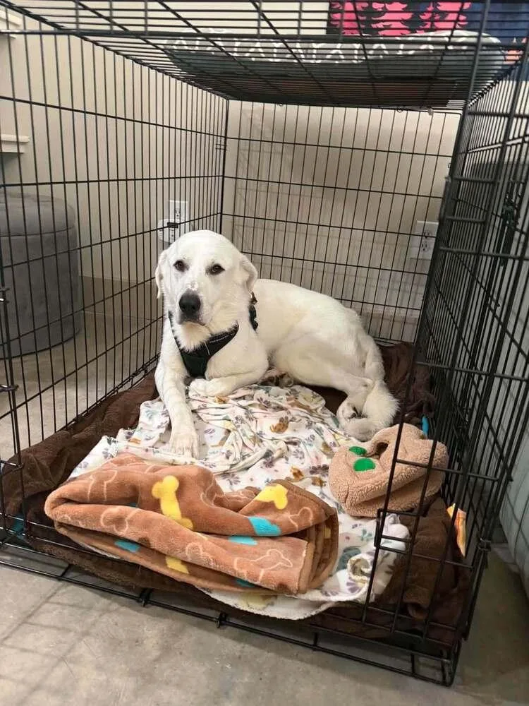 An adult large-sized male White / Cream Great Pyrenees dog named Noah for adoption in Dallas, TX