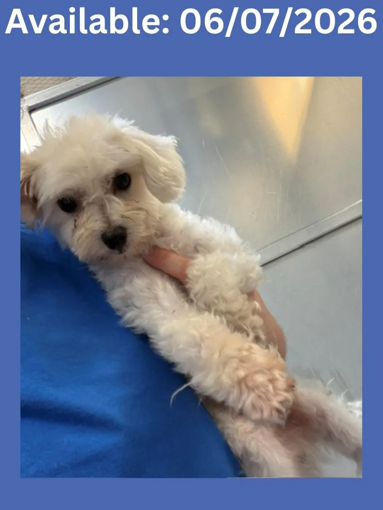 A young small-sized male Shih Tzu dog named Dog Kennel for adoption in Greenville, TX