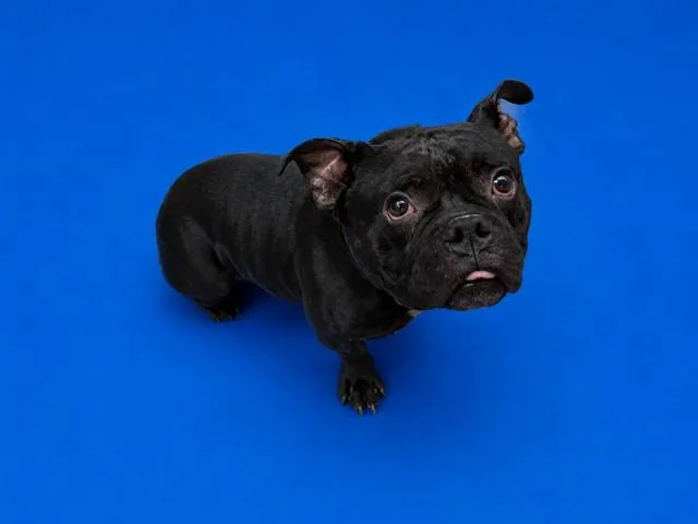 An adult medium-sized male French Bulldog dog named Kingsley for adoption in Miami, FL