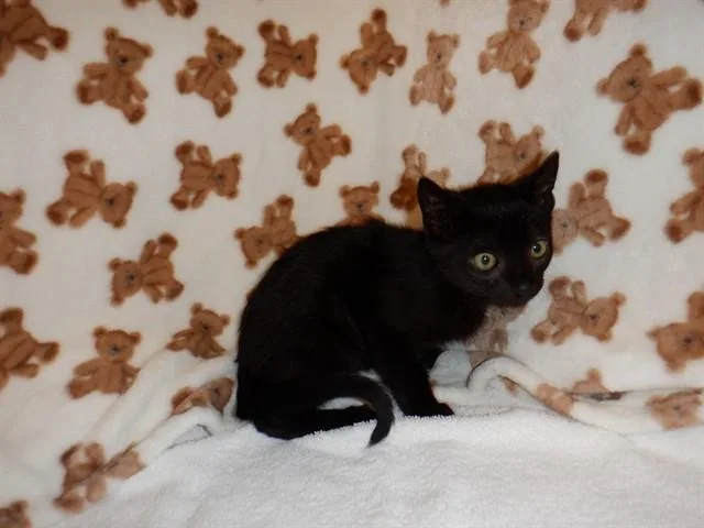 A baby small-sized male Domestic Short Hair cat named Double Chocolate Oreo for adoption in San Jose, CA