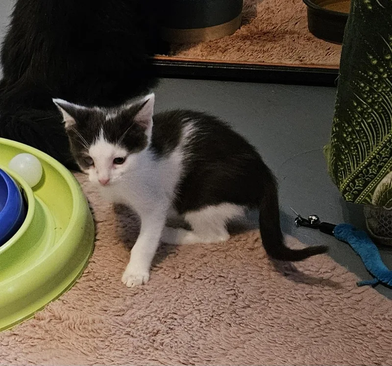 A baby small-sized male Gray & White Domestic Short Hair cat named Leonardo for adoption in Brockport, NY