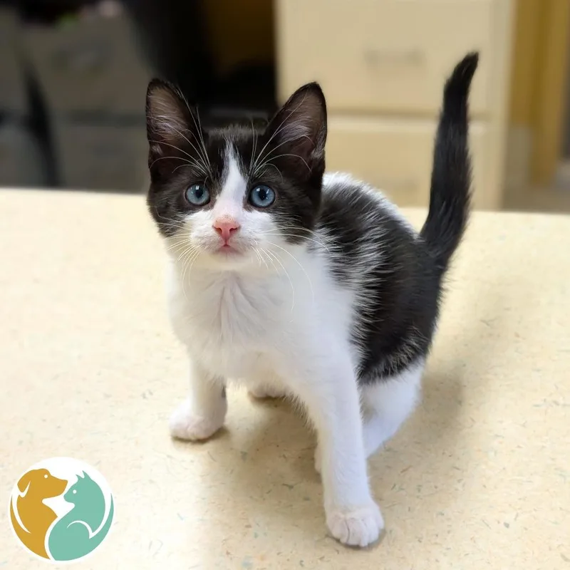 A baby small-sized male Black Domestic Short Hair cat named Eat for adoption in Toledo, OH