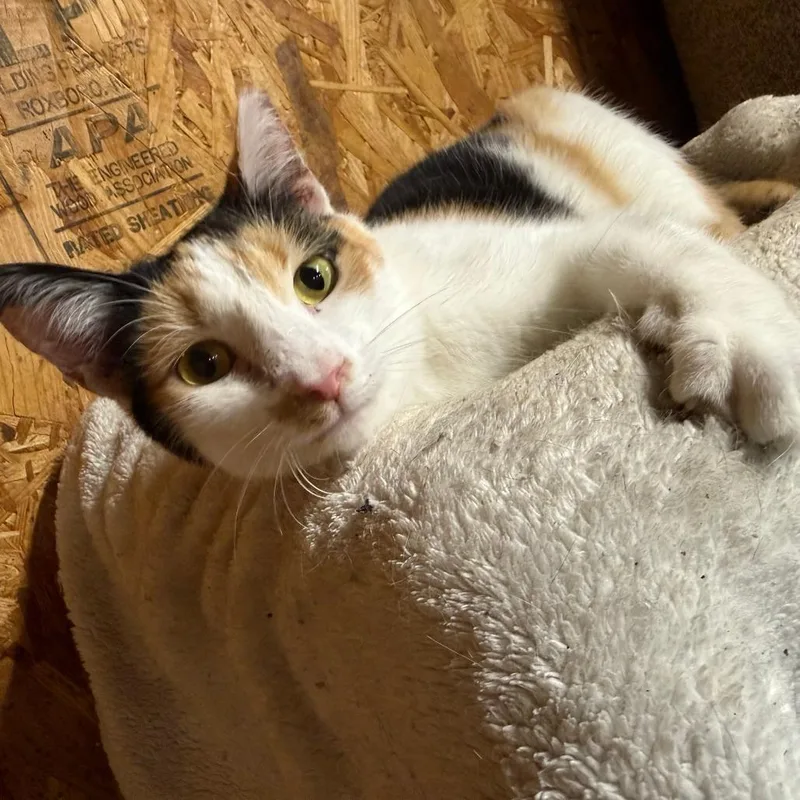 An adult small-sized female Calico Domestic Short Hair cat named Margo for adoption in Lancaster, OH