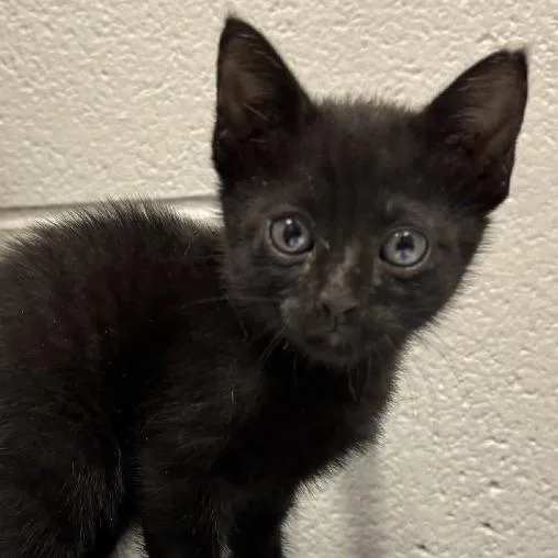 A baby small-sized male Black Domestic Short Hair cat named Dr Pepper for adoption in Austin, TX