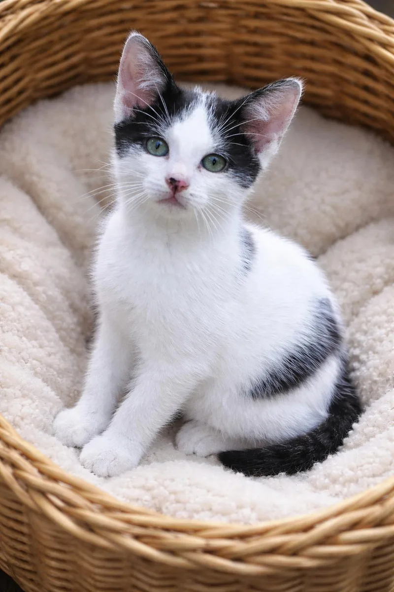 A baby medium-sized female Black & White / Tuxedo Domestic Short Hair cat named Grace O'malley for adoption in Spring Branch, TX