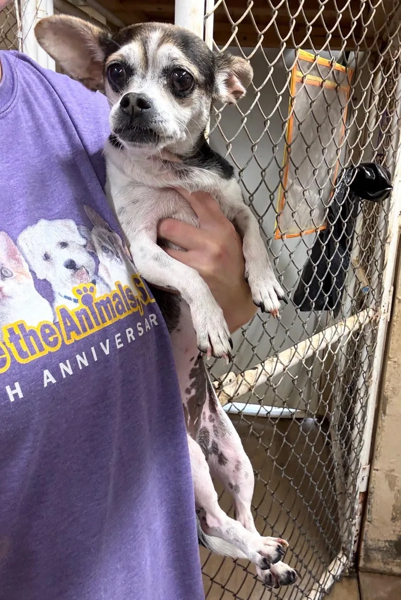 An adult small-sized female Chihuahua dog named Sassy for adoption in Blue Springs, MO