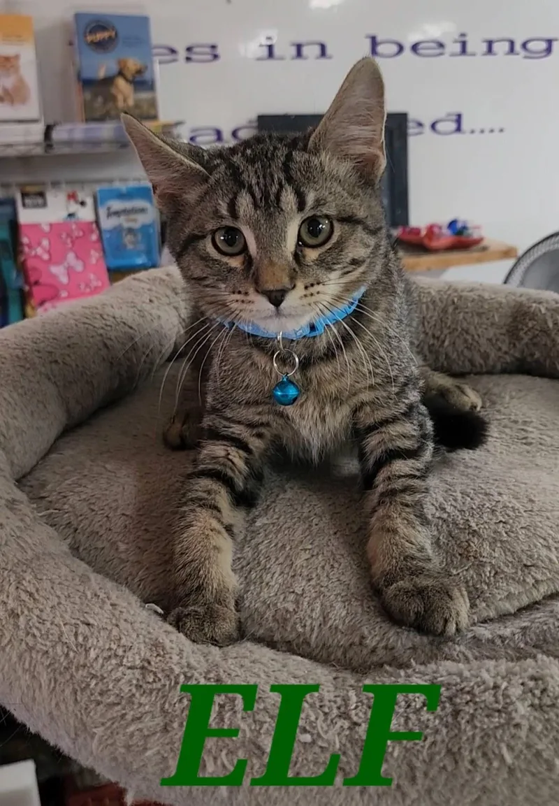 A young medium-sized male Domestic Short Hair cat named Elf for adoption in Tama, IA