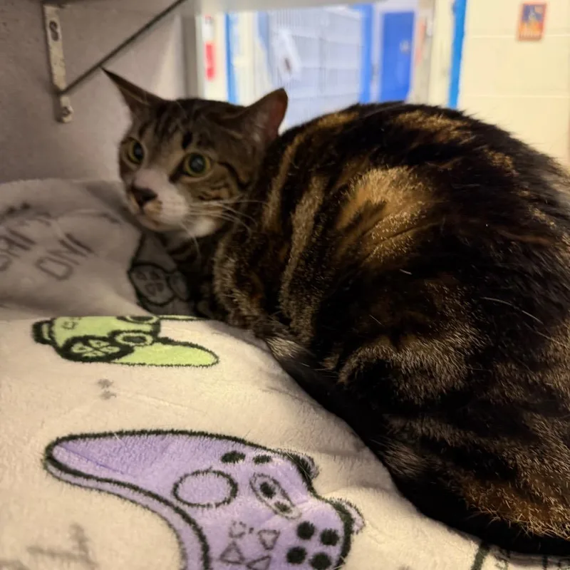 An adult small-sized female Brown / Chocolate Domestic Short Hair cat named Millie for adoption in Huntsville, AL