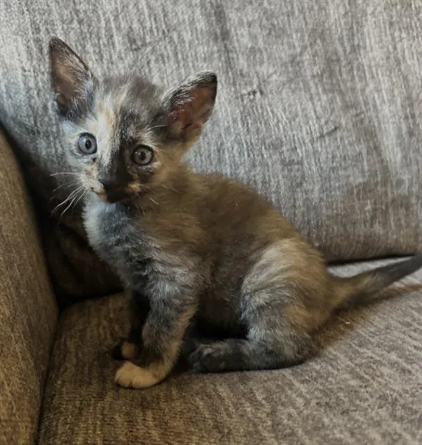 A baby small-sized female Domestic Short Hair cat named Princess for adoption in Sacramento, CA