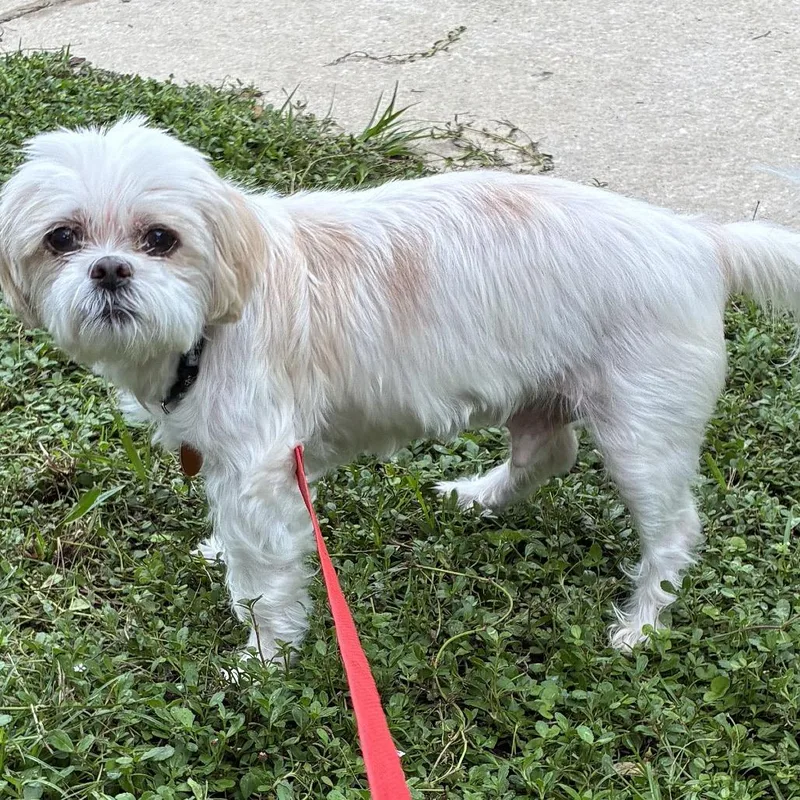 A senior small-sized male White / Cream Shih Tzu dog named Beaver for adoption in Middleburg, FL