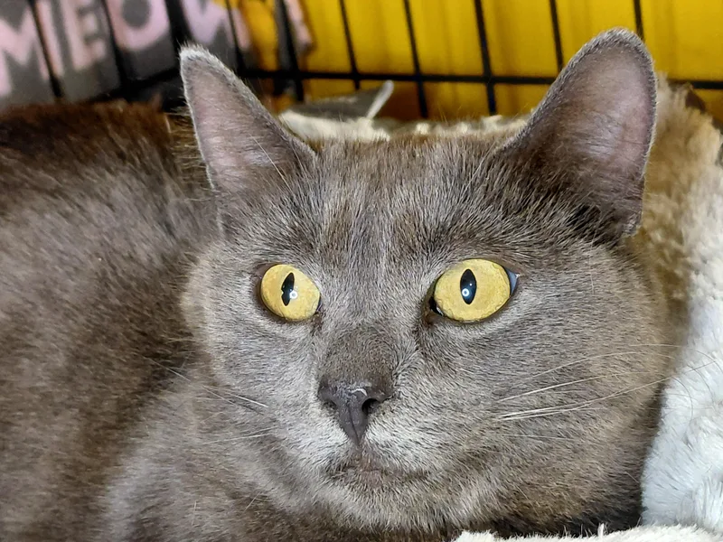 An adult medium-sized female Gray / Blue / Silver Domestic Medium Hair cat named Sashimi for adoption in Bethpage, NY