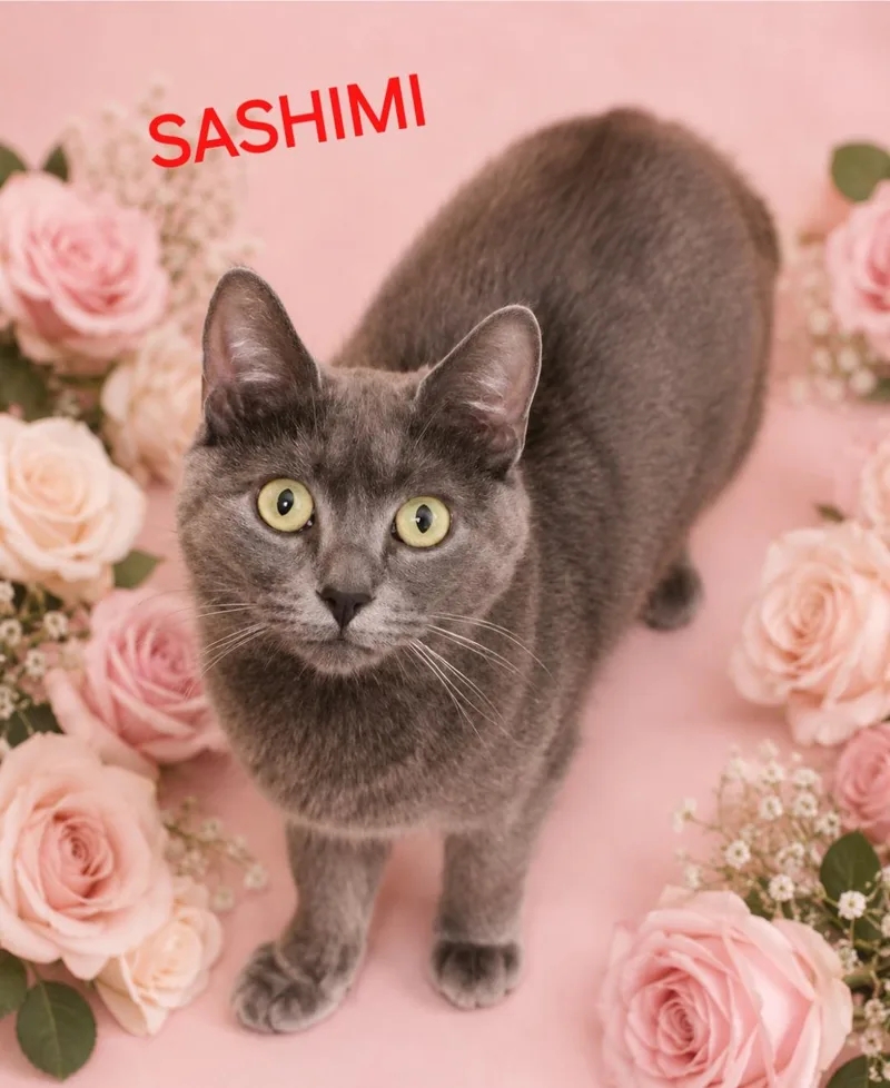 Sashimi thumbnail 2
