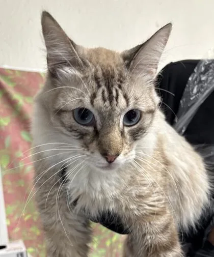 Sir Audrey