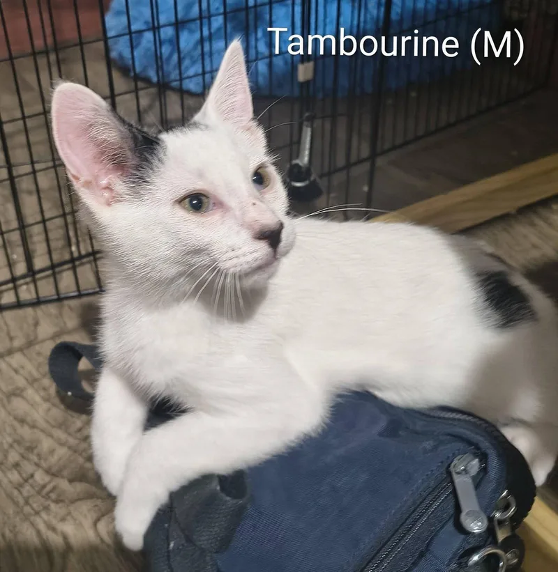 A baby medium-sized male Domestic Short Hair cat named Tambourine for adoption in Saugerties, NY