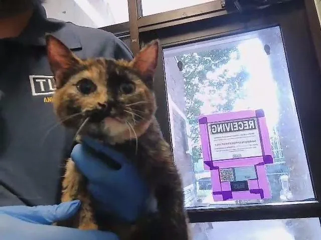 A baby small-sized female Domestic Short Hair cat named Bloom for adoption in Tulsa, OK