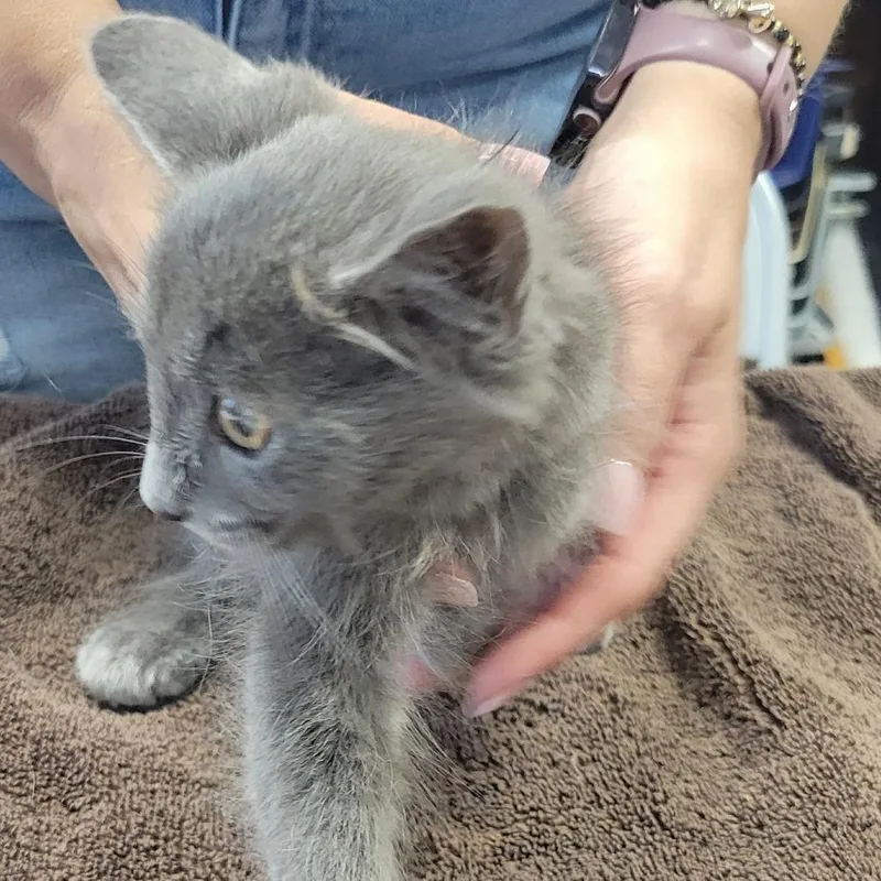 A baby small-sized male Gray / Blue / Silver Domestic Long Hair cat named Lunds for adoption in Willows, CA