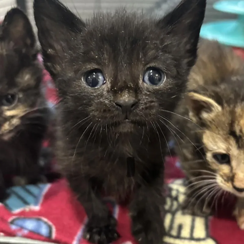 A baby small-sized male Black Domestic Short Hair cat named Onyx Bear for adoption in Webster, TX