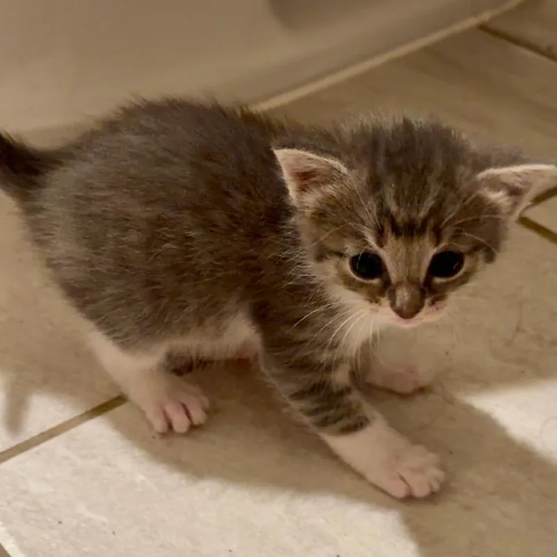 A baby small-sized female Brown / Chocolate Domestic Short Hair cat named Vega for adoption in Huntsville, AL