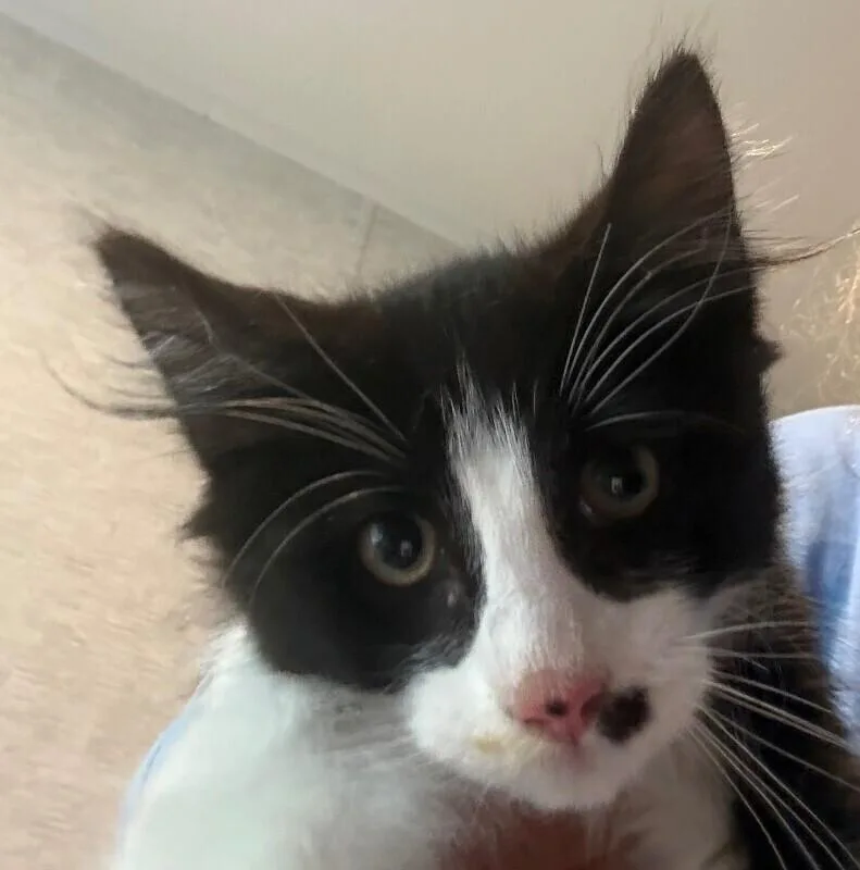 A baby small-sized male Domestic Short Hair cat named Levi for adoption in New York, NY