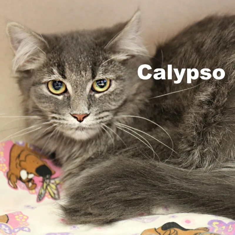 Calypso
