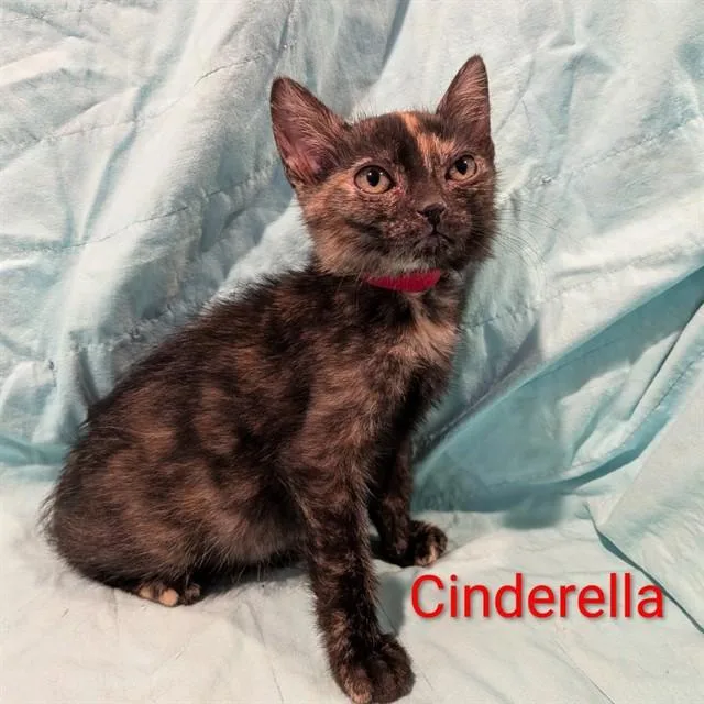 A baby small-sized female Domestic Short Hair cat named Cinderella for adoption in Auburn, CA