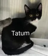 A young small-sized male Black Domestic Short Hair cat named Tatum for adoption in Moline, IL