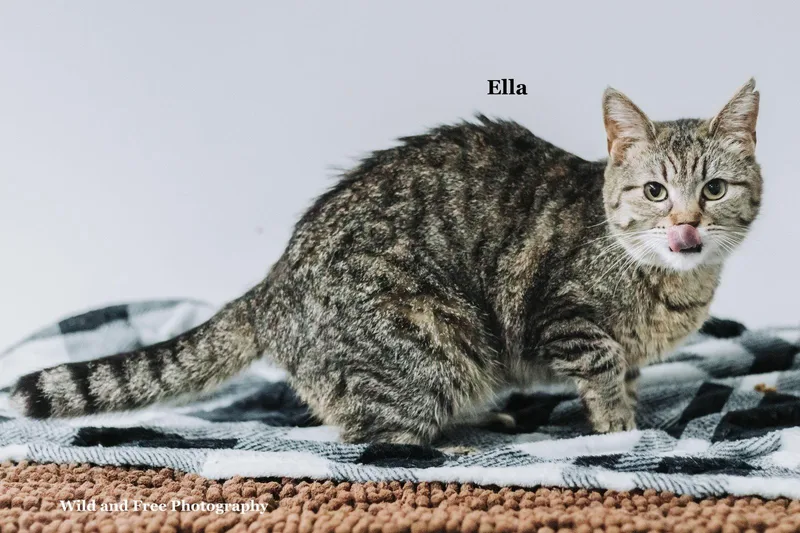 An adult medium-sized female Domestic Short Hair cat named Ella for adoption in Morehead, KY