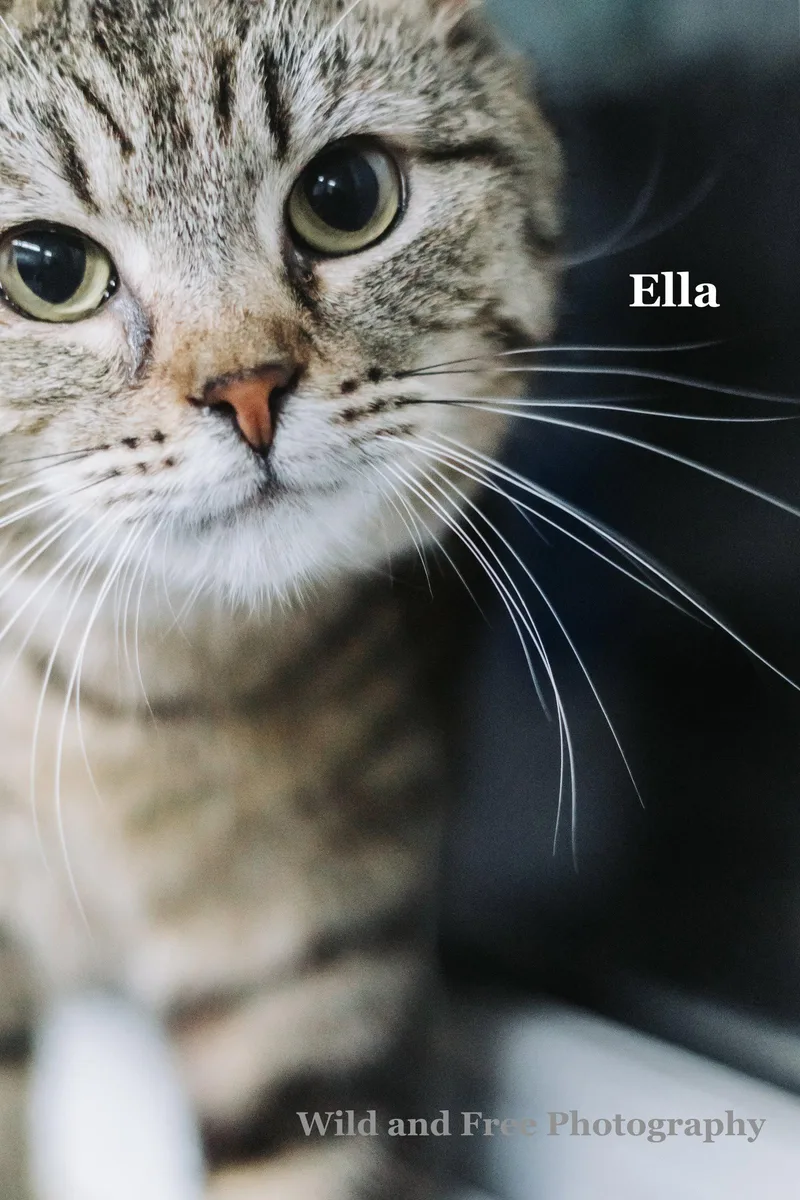 Ella thumbnail 2