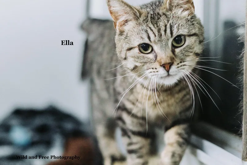 Ella thumbnail 3