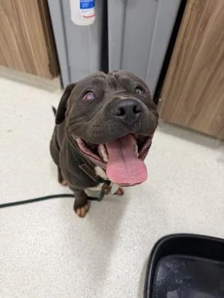 An adult large-sized male Pit Bull Terrier dog named Koa for adoption in Honolulu, HI