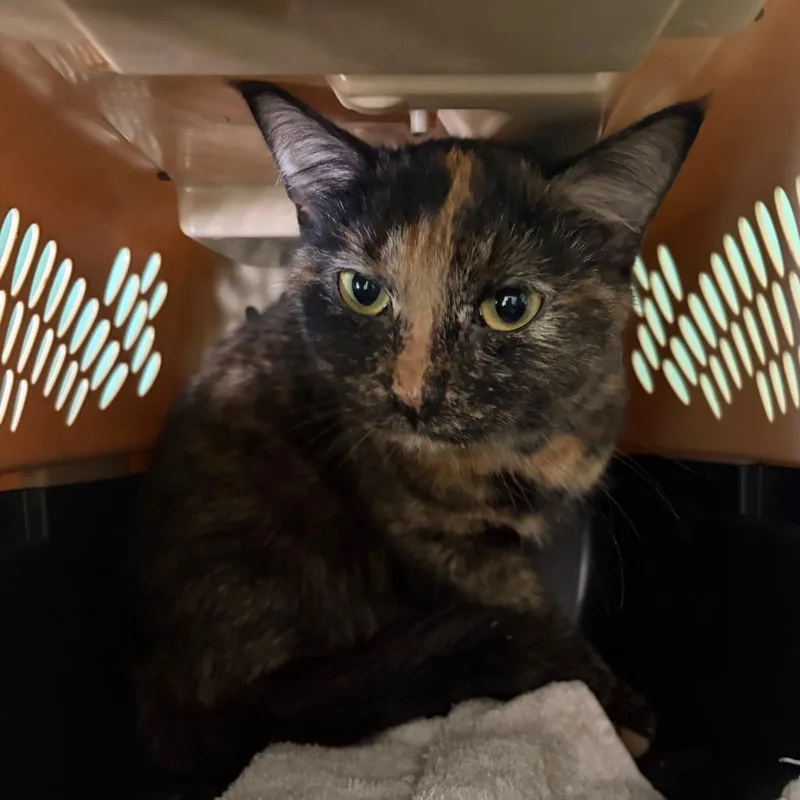 An adult medium-sized female Tortoiseshell Domestic Medium Hair cat named Flippy for adoption in Melrose, FL