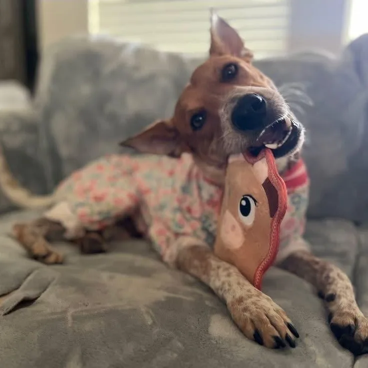 Sadie
