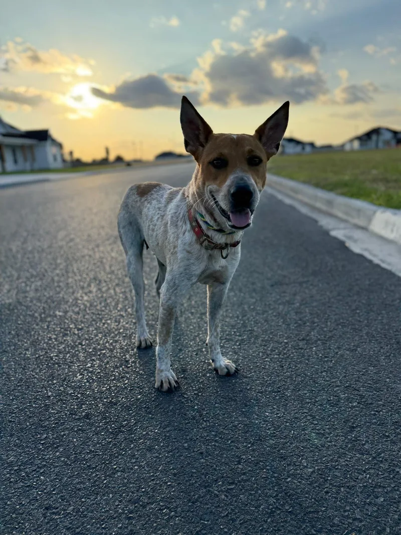 Sadie thumbnail 4