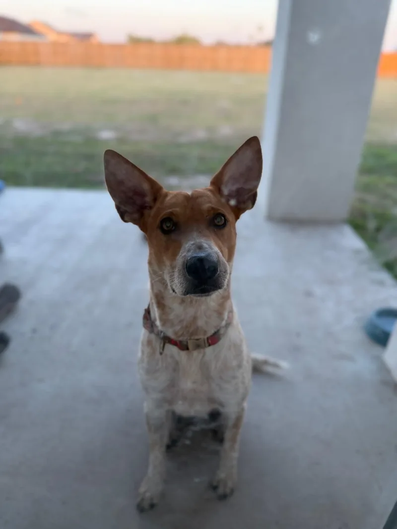 Sadie thumbnail 5