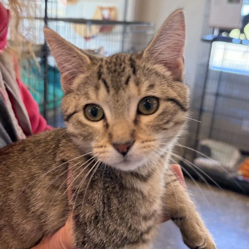 A baby small-sized male Domestic Short Hair cat named Hans for adoption in Louisville, KY