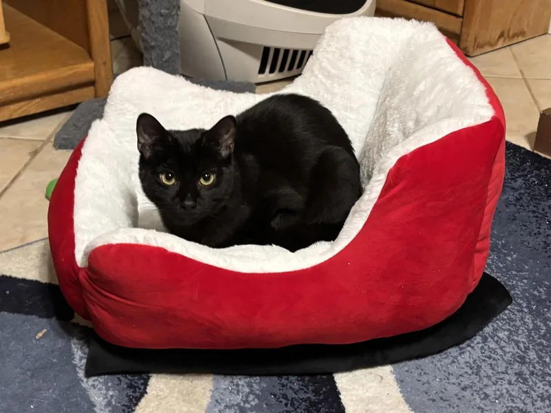 A young medium-sized male Black Bombay cat named Amarillo for adoption in Laguna Niguel, CA